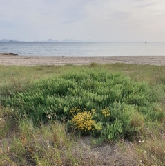 Asparagus macrorrhizus