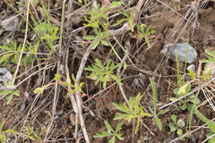 Potentilla flagellaris
