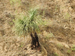 Beaucarnea
