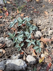 Trifolium gymnocarpon