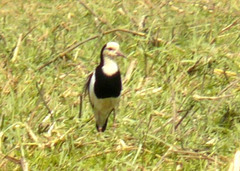 Vanellus crassirostris