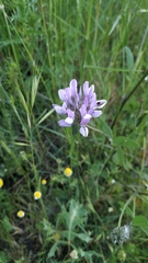 Bituminaria