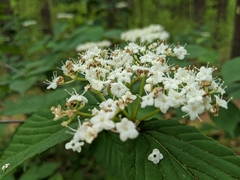 Viburnum wrightii