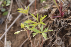 Potentilla flagellaris