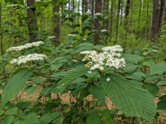 Viburnum wrightii