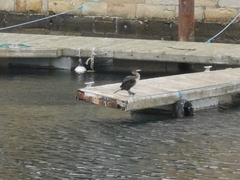 Phalacrocorax carbo