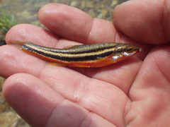 Chrosomus erythrogaster