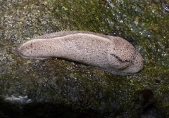 Tandonia rustica