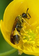 Tenthredo frauenfeldii