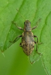 Polydrusus inustus