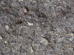 Lasius niger