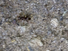 Lasius niger
