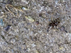 Lasius niger