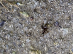 Lasius niger