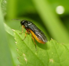 Monophadnus spinolae