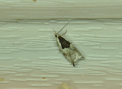 Ancylis sheppardana