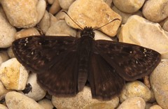 Erynnis meridianus