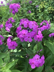 Phlox glaberrima