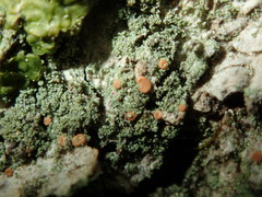 Bacidia rubella