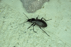 Carabus maeander