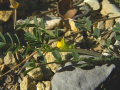 Hippocrepis biflora