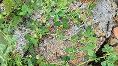 Medicago orbicularis
