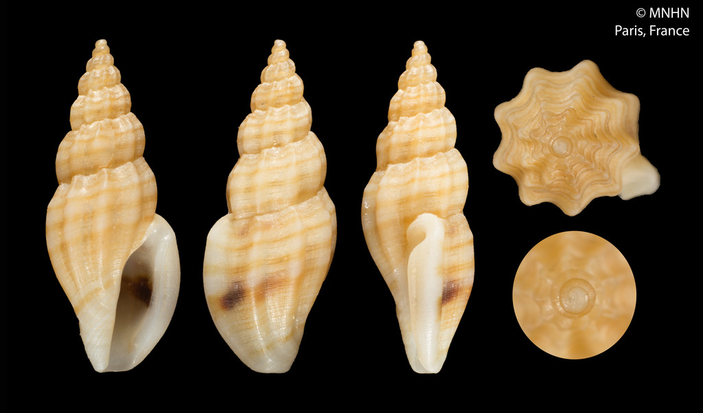 Mangelia striolata
