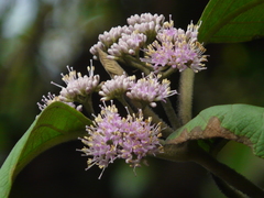 Callicarpa tomentosa