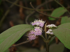 Callicarpa tomentosa