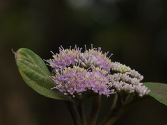 Callicarpa tomentosa