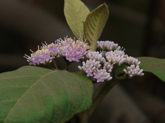 Callicarpa tomentosa