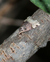 Ozarba bascura