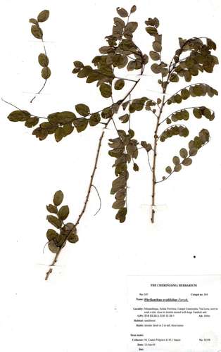 small-fruit potatobush (Phyllanthus ovalifolius)