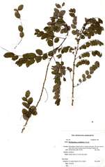 Phyllanthus ovalifolius