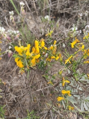 Genista scorpius