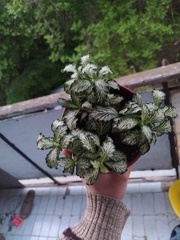 Fittonia