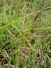 Carex binervis