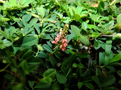 Indigofera hendecaphylla