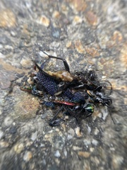 Carabus vietinghoffii