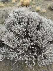 Senecio patagonicus