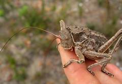 Hetrodes pupus