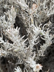 Senecio patagonicus