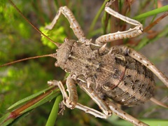 Hetrodes pupus