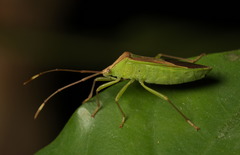 Homoeocerus rubromaculatus