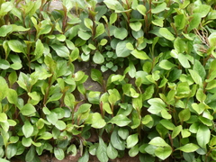 Ceratostigma plumbaginoides