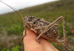 Hetrodes pupus