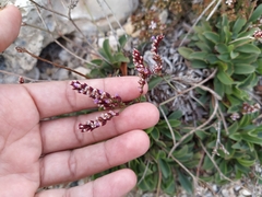 Limonium malacitanum