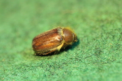 Holochelus vernus