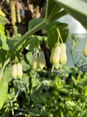 Polygonatum × hybridum