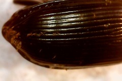Anisodactylus